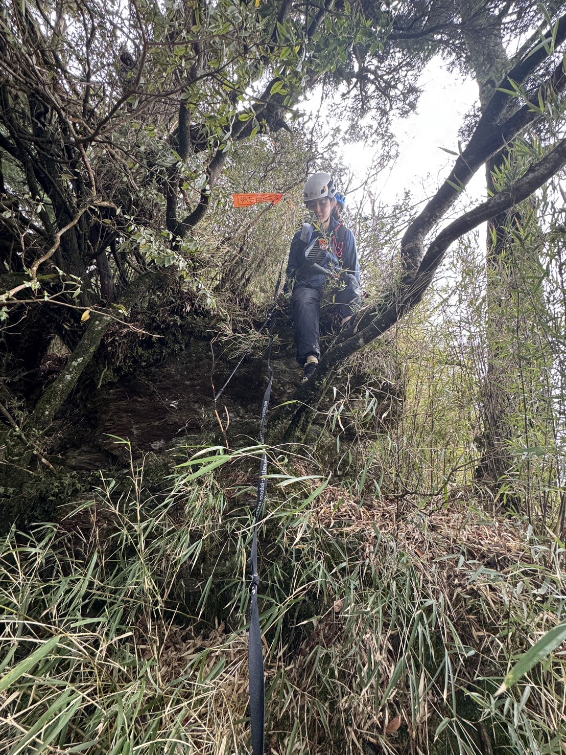 加里山東稜,樂山(鹿場大山)往加里山| - 第19張圖 20250329 s 50831391 0