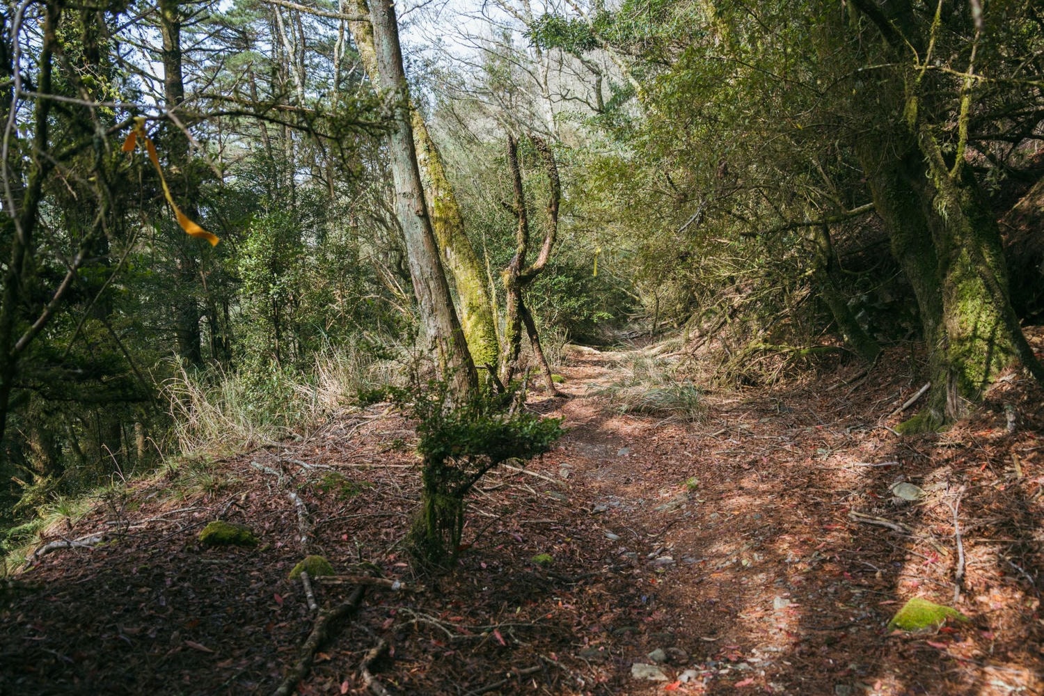 加里山東稜,樂山(鹿場大山)往加里山| - 第2張圖 20250329 dsc3473樂山林道