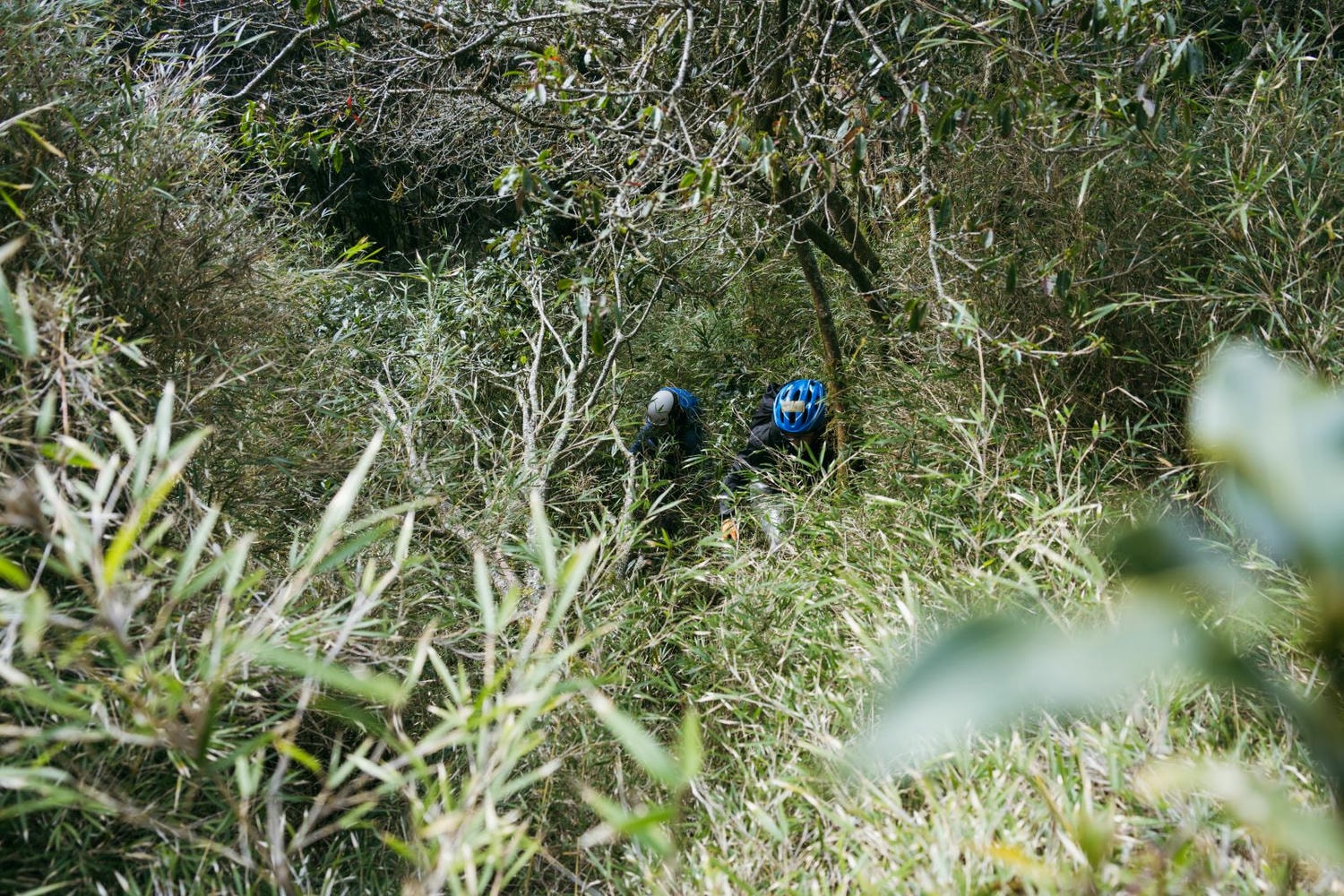 加里山東稜,樂山(鹿場大山)往加里山| - 第4張圖 20250329 dsc3477