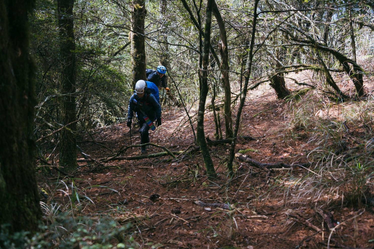 加里山東稜,樂山(鹿場大山)往加里山| - 第6張圖 20250329 dsc3482