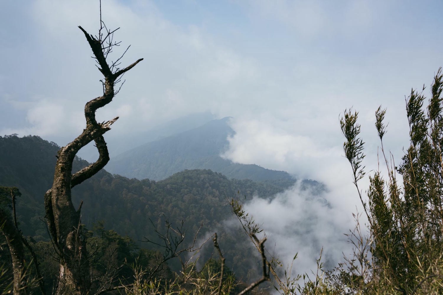 加里山東稜,樂山(鹿場大山)往加里山| - 第13張圖 20250329 dsc3492