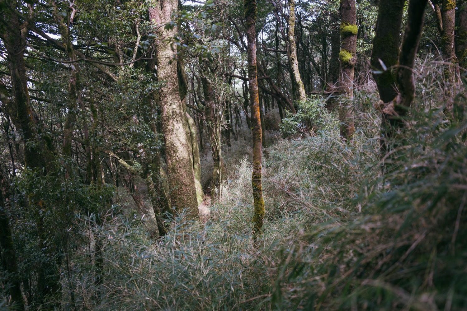 加里山東稜,樂山(鹿場大山)往加里山| - 第14張圖 20250329 dsc3493