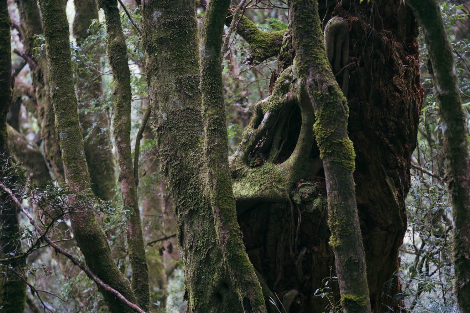 加里山東稜,樂山(鹿場大山)往加里山| - 第16張圖 20250329 dsc3495