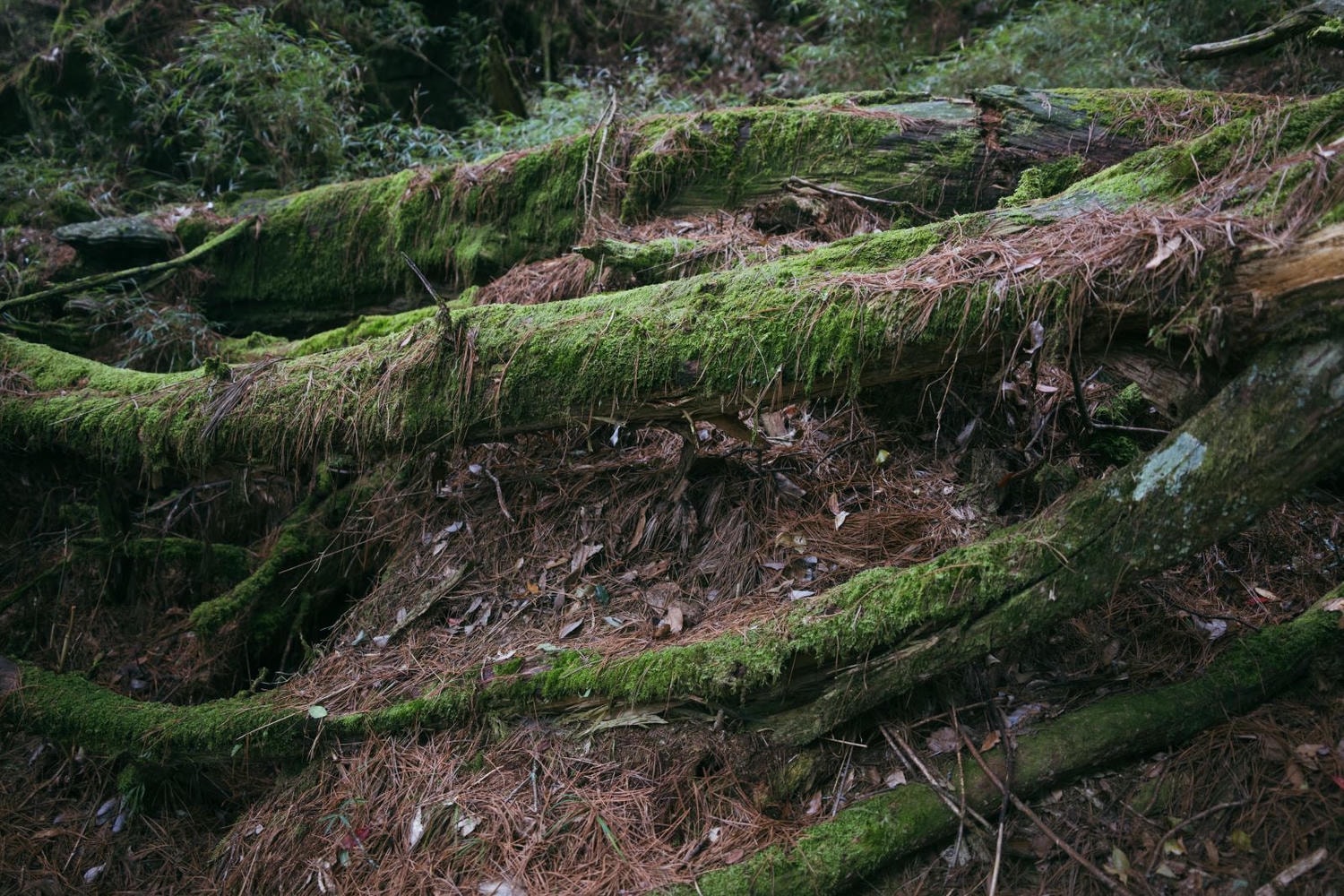加里山東稜,樂山(鹿場大山)往加里山| - 第20張圖 20250329 dsc3503