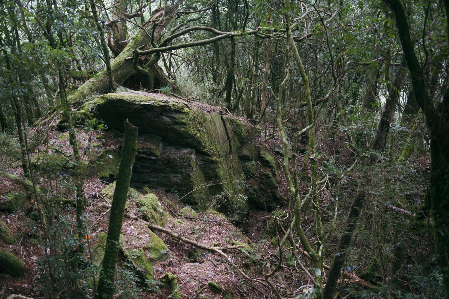 加里山東稜,樂山(鹿場大山)往加里山| - 第21張圖 20250329 dsc3505