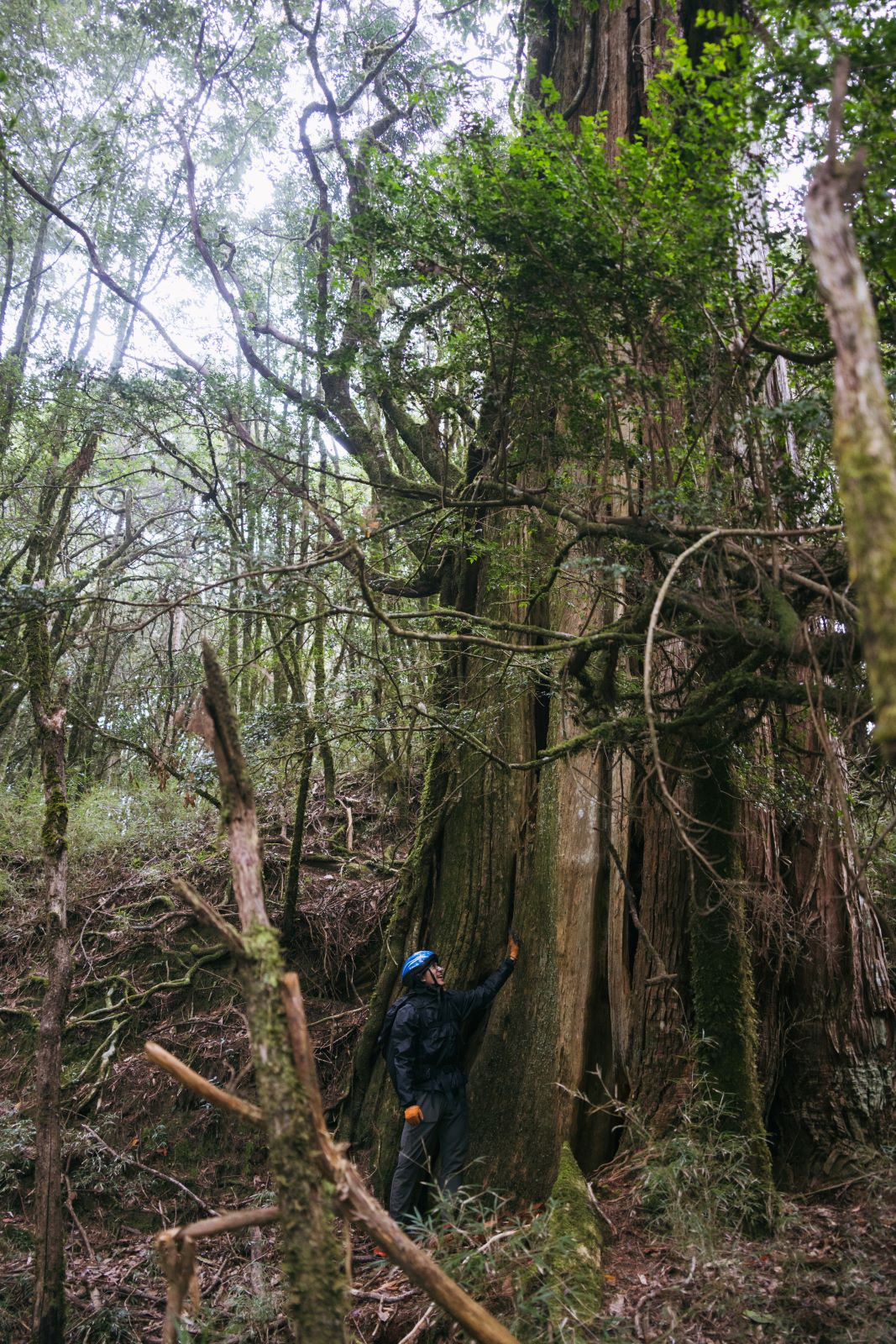 加里山東稜,樂山(鹿場大山)往加里山| - 第23張圖 20250329 dsc3510