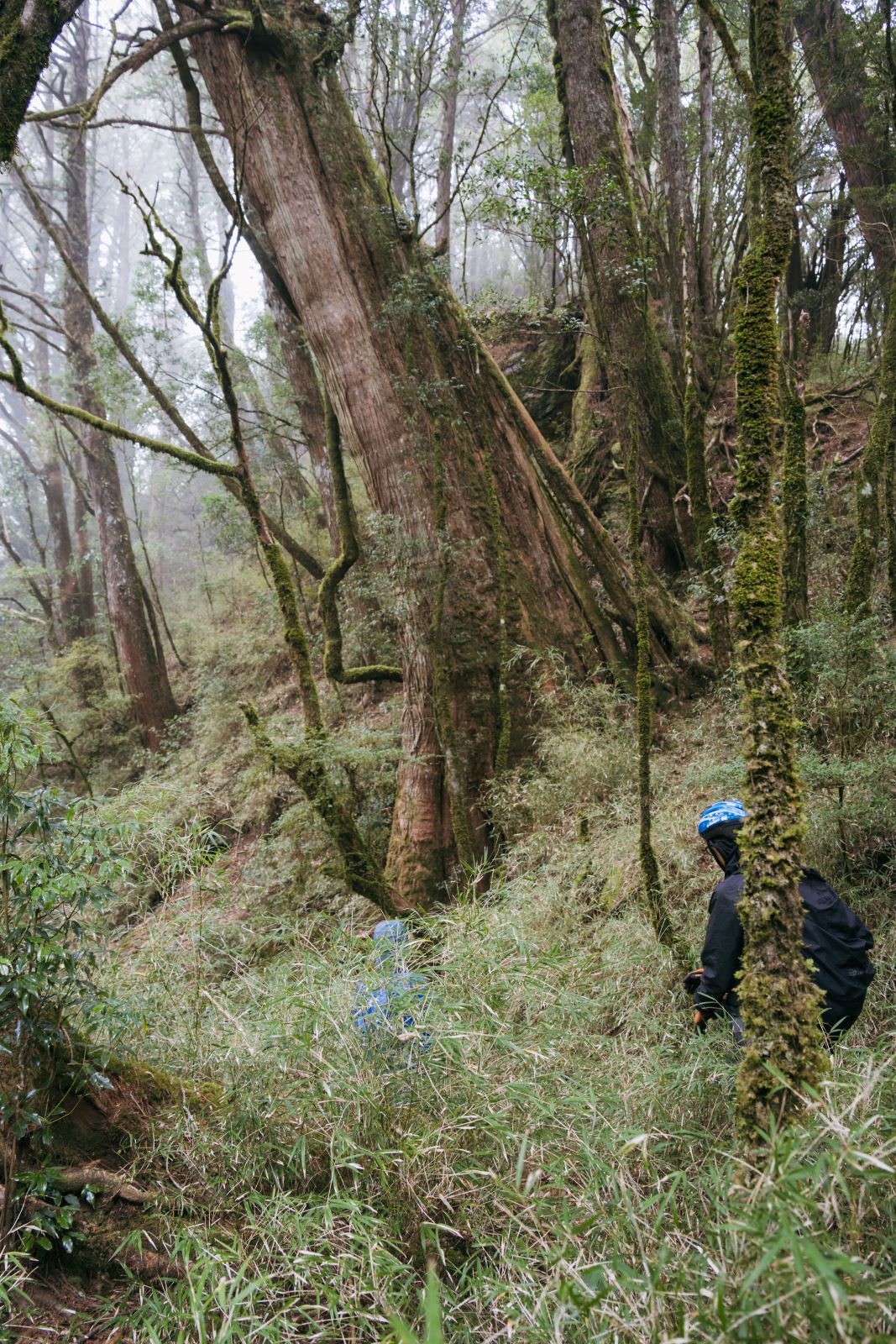 加里山東稜,樂山(鹿場大山)往加里山| - 第24張圖 20250329 dsc3513