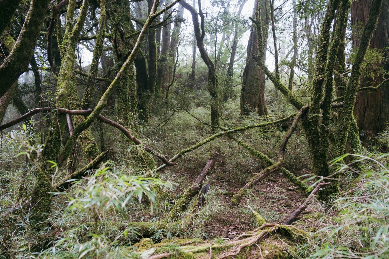 加里山東稜,樂山(鹿場大山)往加里山| - 第26張圖 20250329 dsc3515