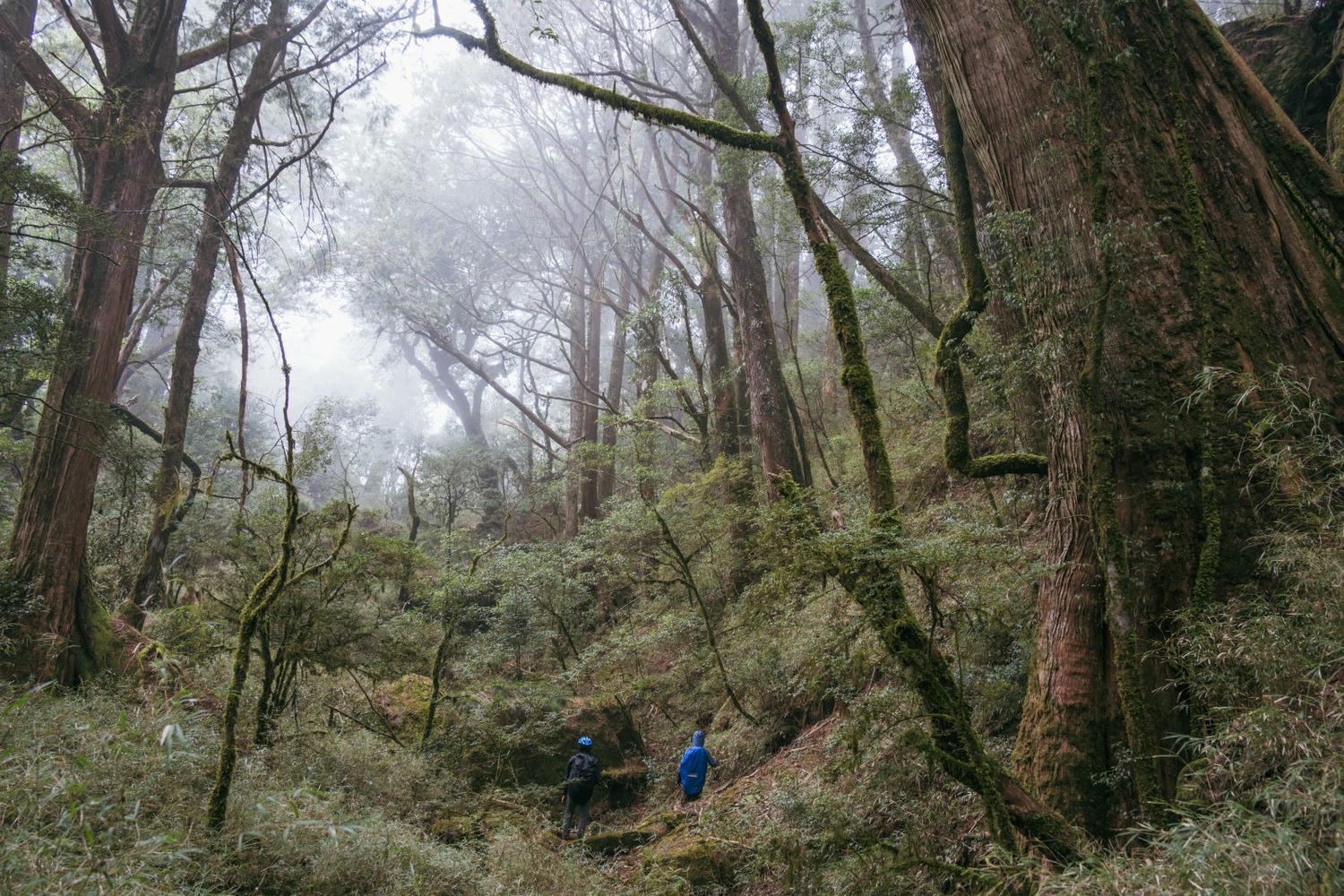 加里山東稜,樂山(鹿場大山)往加里山| - 第1張圖 20250329 dsc3517
