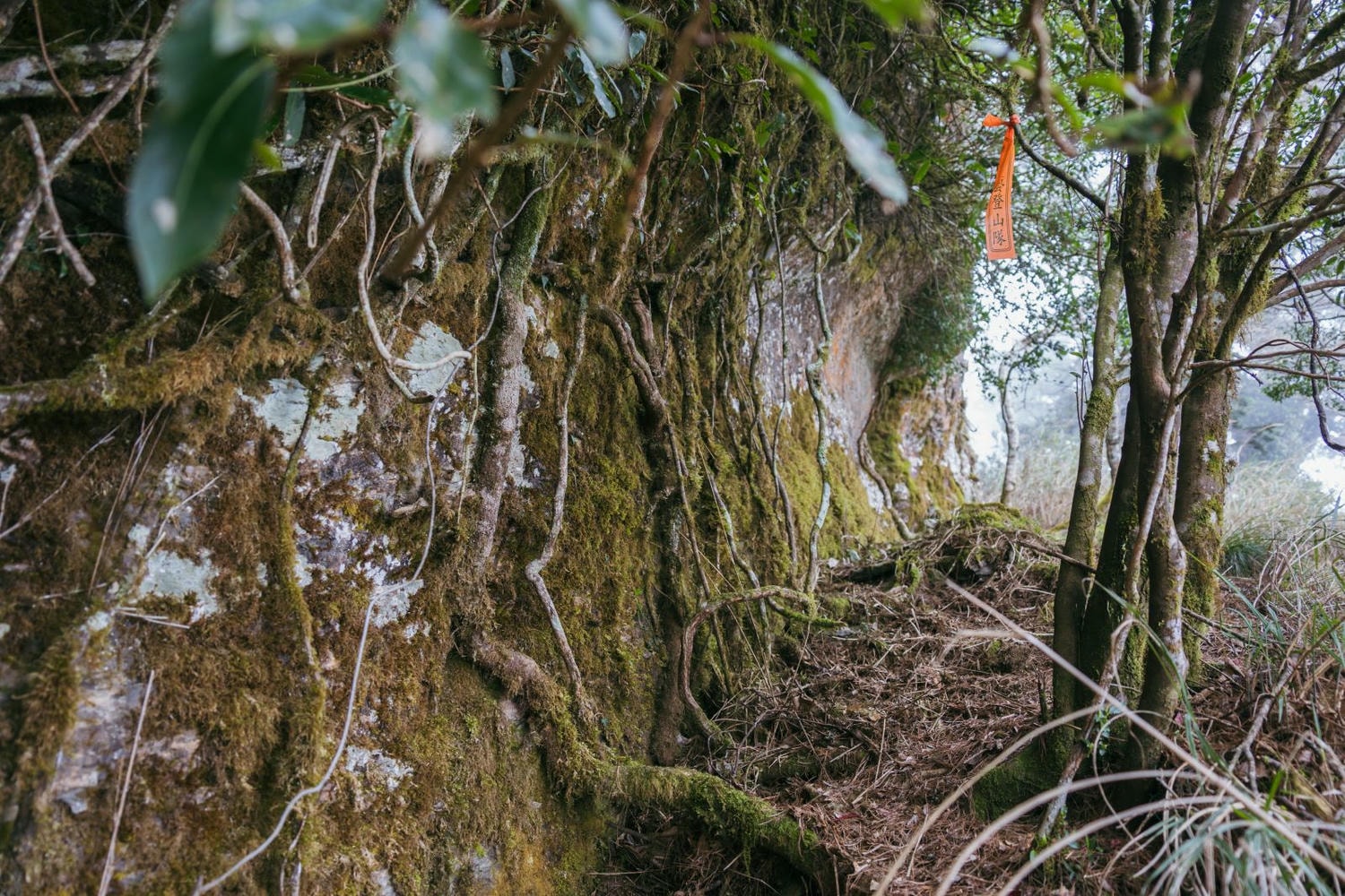 加里山東稜,樂山(鹿場大山)往加里山| - 第28張圖 20250329 dsc3521
