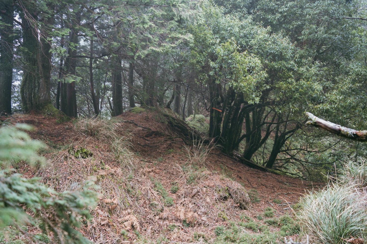 加里山東稜,樂山(鹿場大山)往加里山| - 第29張圖 20250329 dsc3523