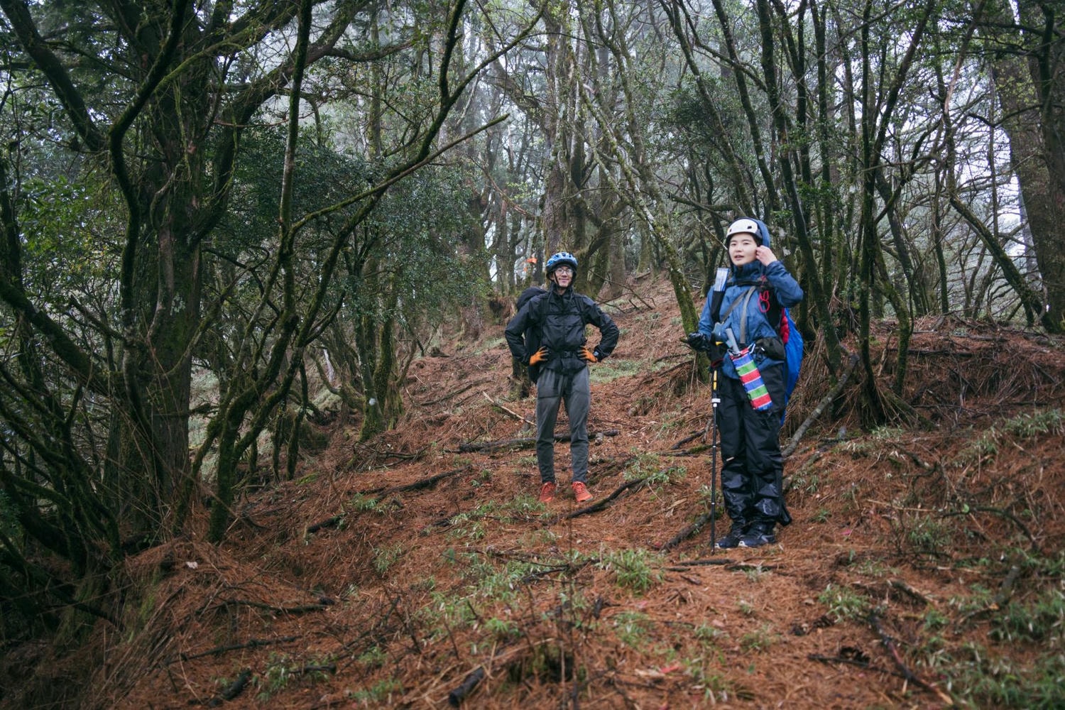 加里山東稜,樂山(鹿場大山)往加里山| - 第30張圖 20250329 dsc3524