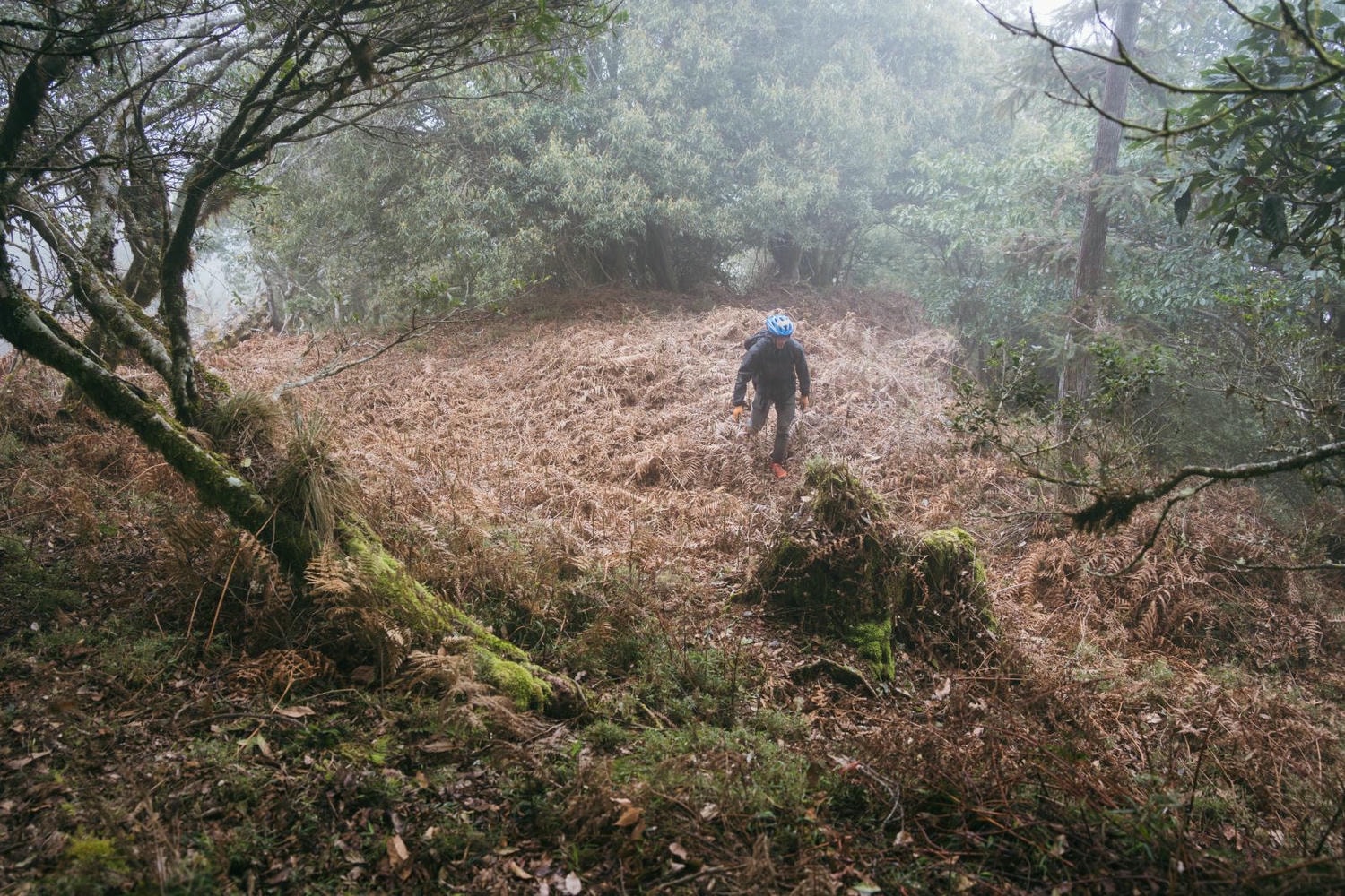 加里山東稜,樂山(鹿場大山)往加里山| - 第34張圖 20250329 dsc3533