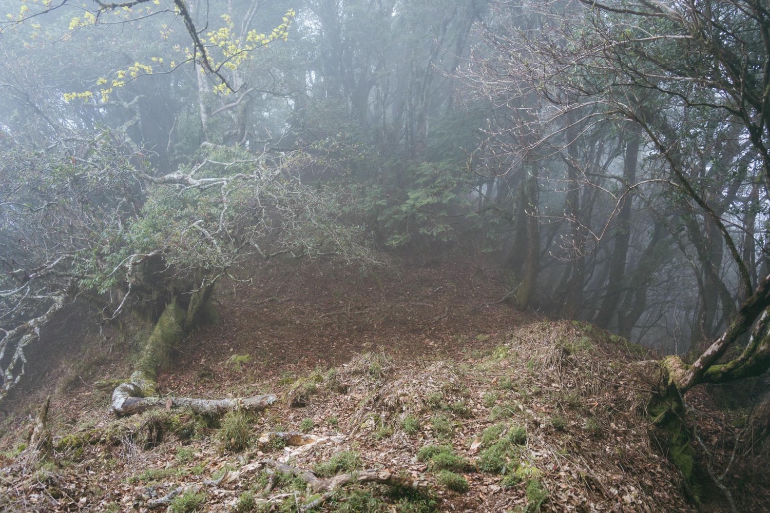 加里山東稜,樂山(鹿場大山)往加里山| - 第33張圖 20250329 dsc3534