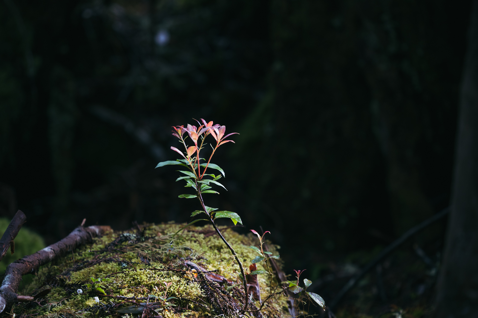 2025 dsc3691嵐山工作站