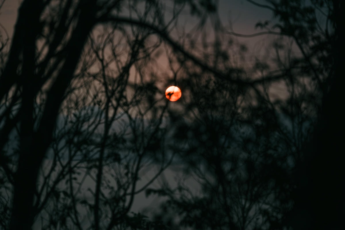 嵐山工作站|搭上迷霧中的時光列車(附Gpx) - 第2張圖 2025 dsc3542嵐山工作站