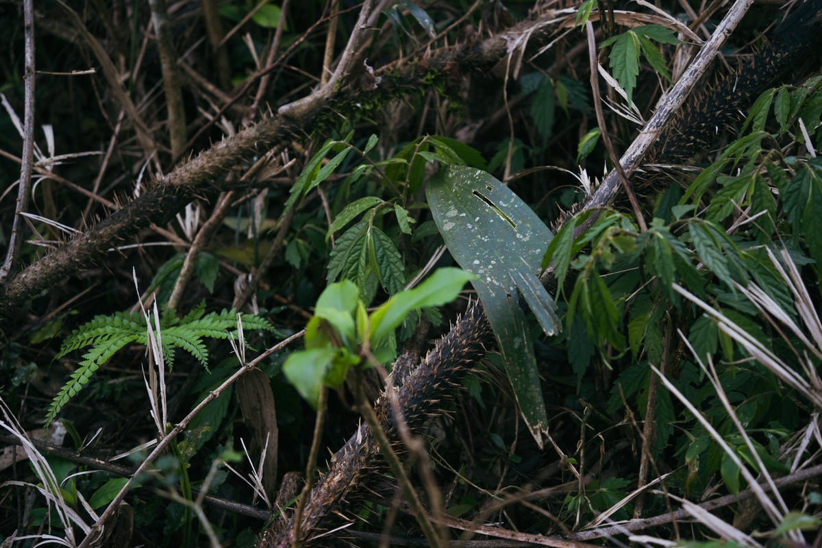 嵐山工作站|搭上迷霧中的時光列車(附Gpx) - 第6張圖 2025 dsc3547嵐山工作站