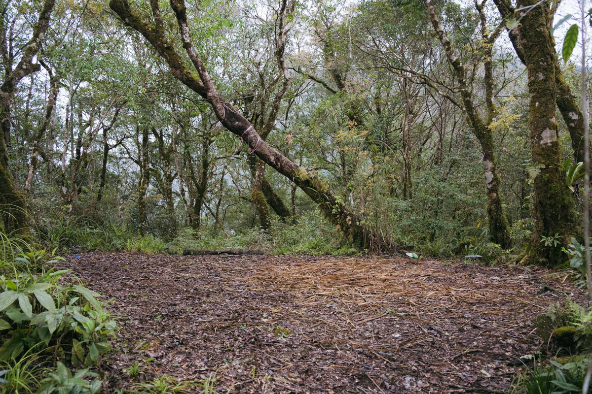 嵐山工作站|搭上迷霧中的時光列車(附Gpx) - 第14張圖 2025 dsc3585嵐山工作站