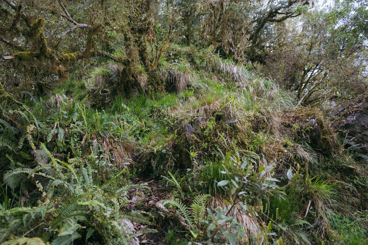 嵐山工作站|搭上迷霧中的時光列車(附Gpx) - 第18張圖 2025 dsc3601嵐山工作站