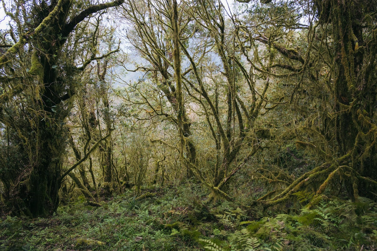 嵐山工作站|搭上迷霧中的時光列車(附Gpx) - 第19張圖 2025 dsc3609嵐山工作站