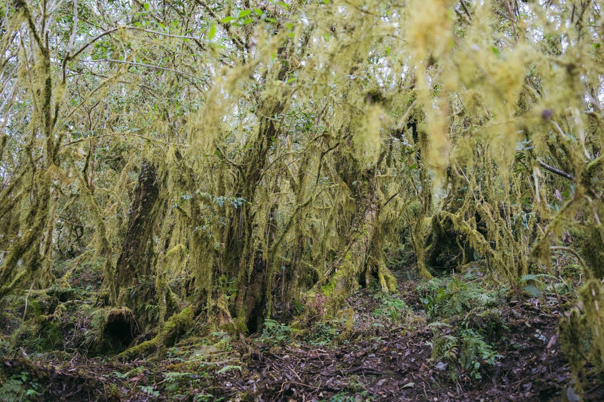 嵐山工作站|搭上迷霧中的時光列車(附Gpx) - 第20張圖 2025 dsc3613嵐山工作站