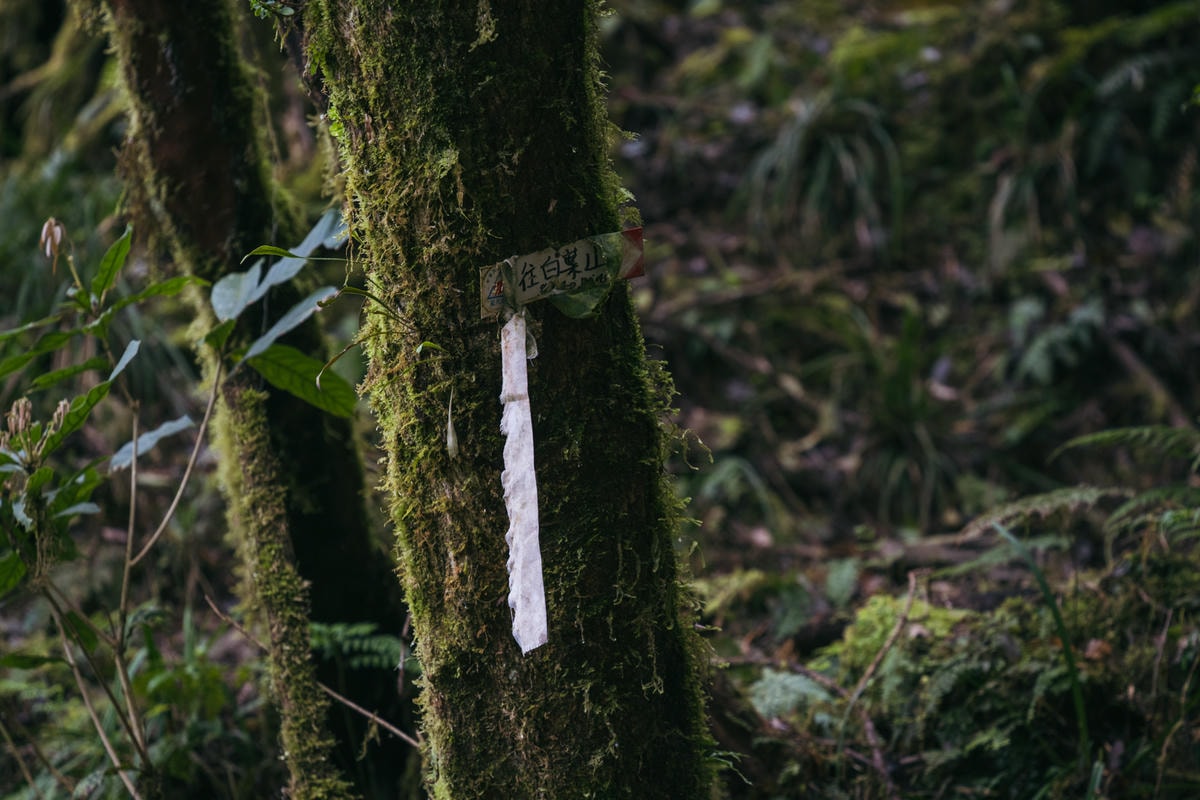 嵐山工作站|搭上迷霧中的時光列車(附Gpx) - 第21張圖 2025 dsc3617嵐山工作站