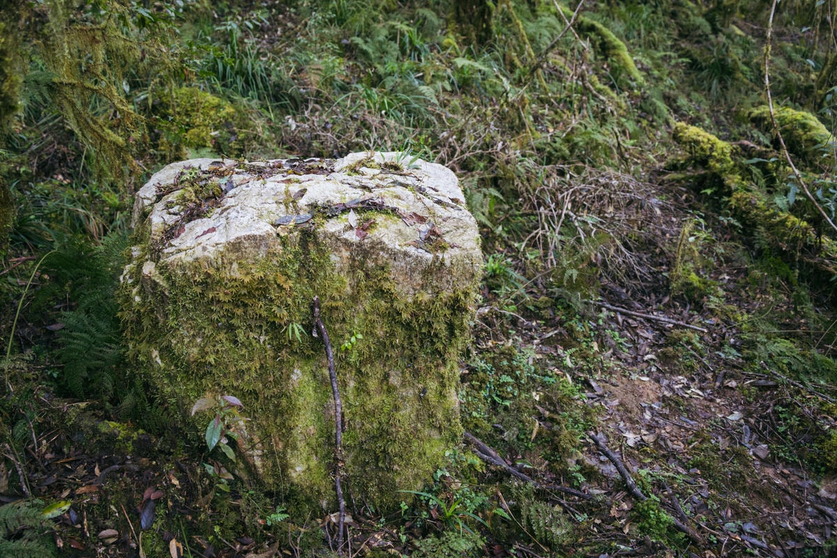 嵐山工作站|搭上迷霧中的時光列車(附Gpx) - 第30張圖 2025 dsc3635嵐山工作站