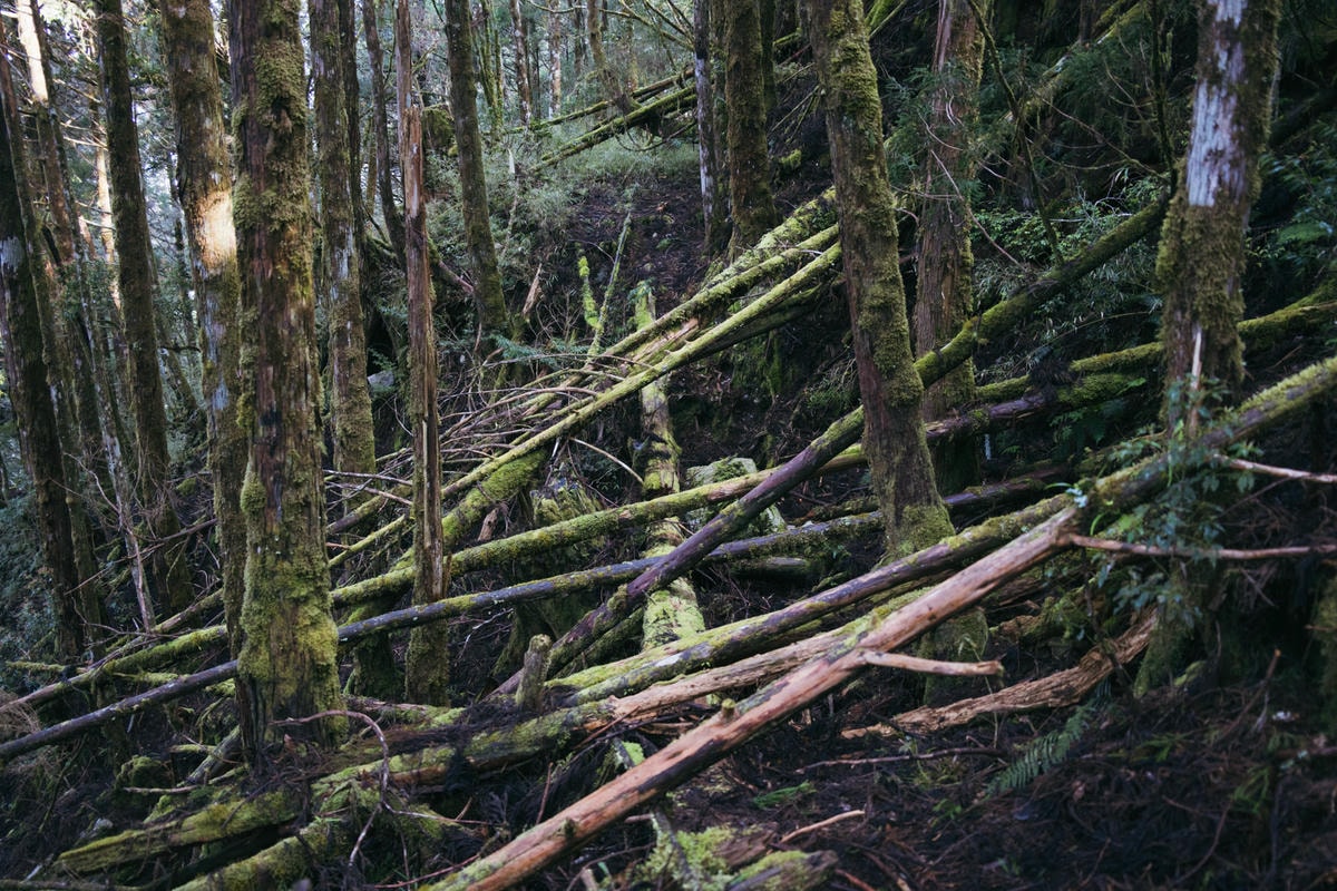 嵐山工作站|搭上迷霧中的時光列車(附Gpx) - 第42張圖 2025 dsc3701嵐山工作站