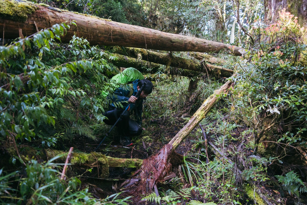 嵐山工作站|搭上迷霧中的時光列車(附Gpx) - 第44張圖 2025 dsc3704嵐山工作站