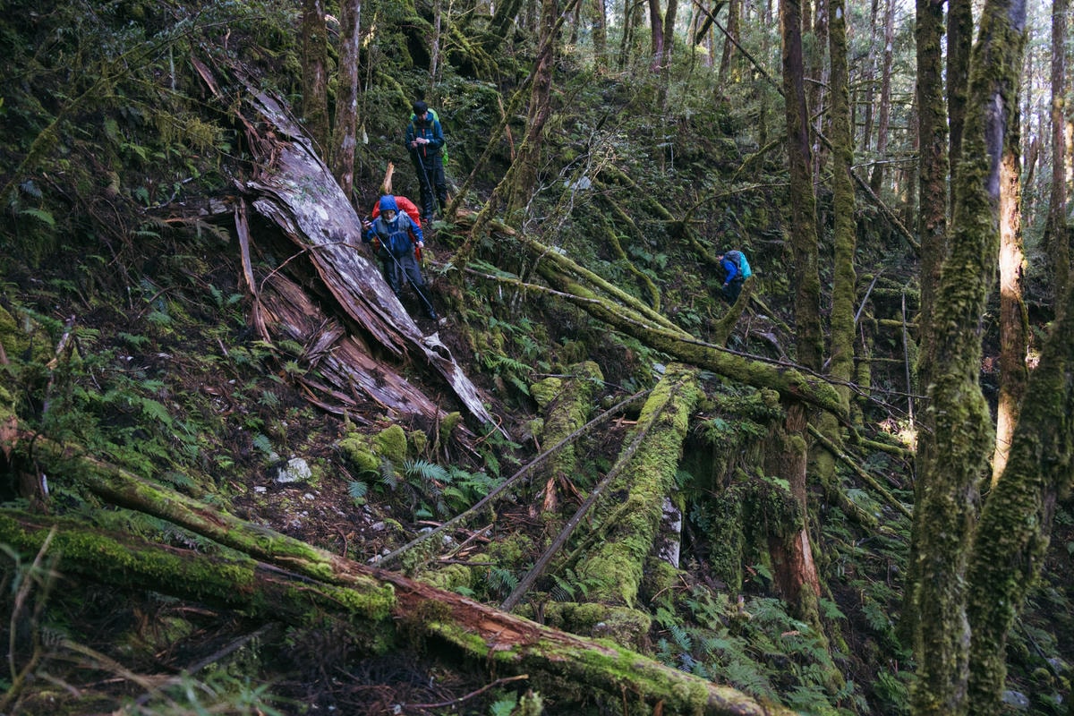 嵐山工作站|搭上迷霧中的時光列車(附Gpx) - 第43張圖 2025 dsc3706嵐山工作站