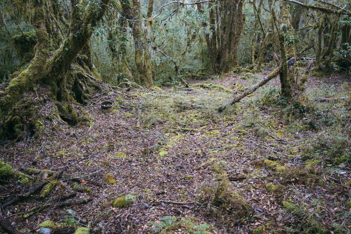 嵐山工作站|搭上迷霧中的時光列車(附Gpx) - 第52張圖 2025 dsc3734嵐山工作站