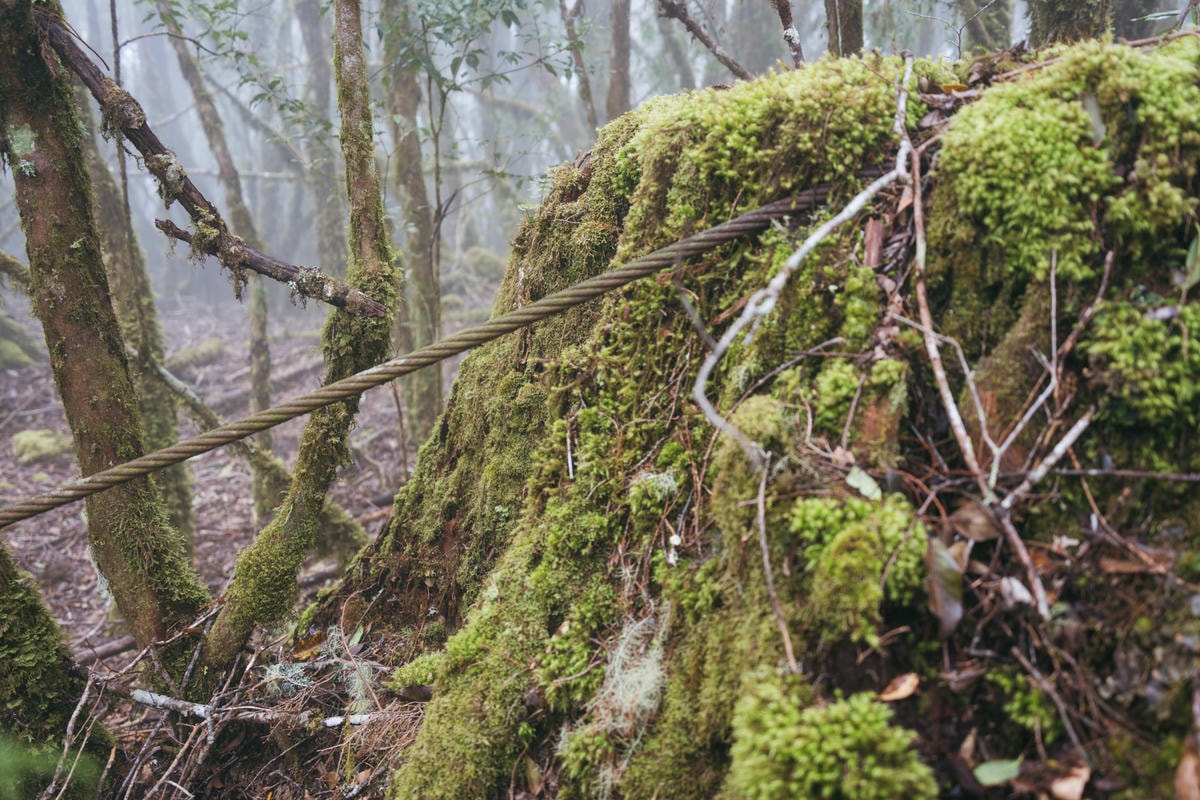 嵐山工作站|搭上迷霧中的時光列車(附Gpx) - 第53張圖 2025 dsc3735嵐山工作站