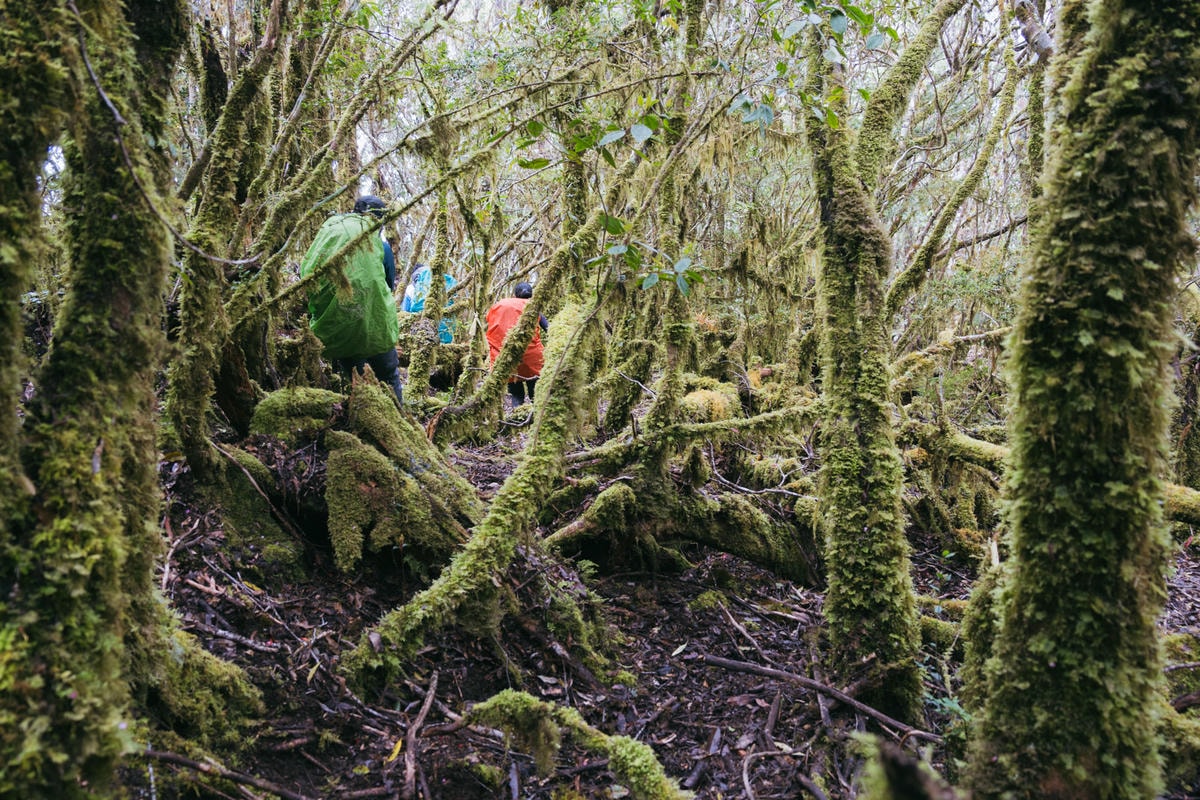嵐山工作站|搭上迷霧中的時光列車(附Gpx) - 第54張圖 2025 dsc3736嵐山工作站