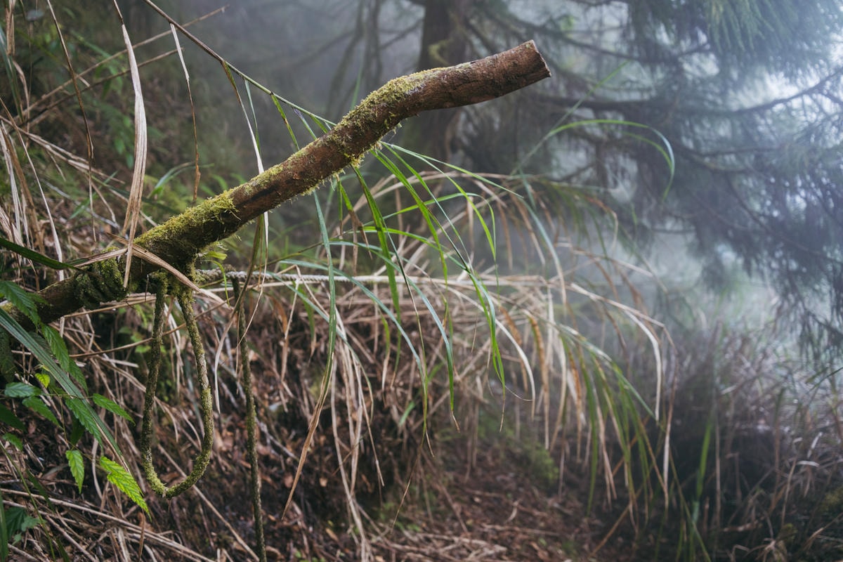 嵐山工作站|搭上迷霧中的時光列車(附Gpx) - 第68張圖 2025 dsc3782嵐山工作站